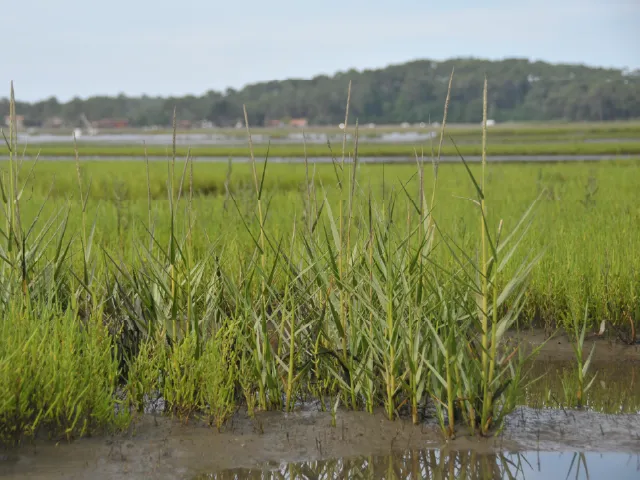 Spartina anglica